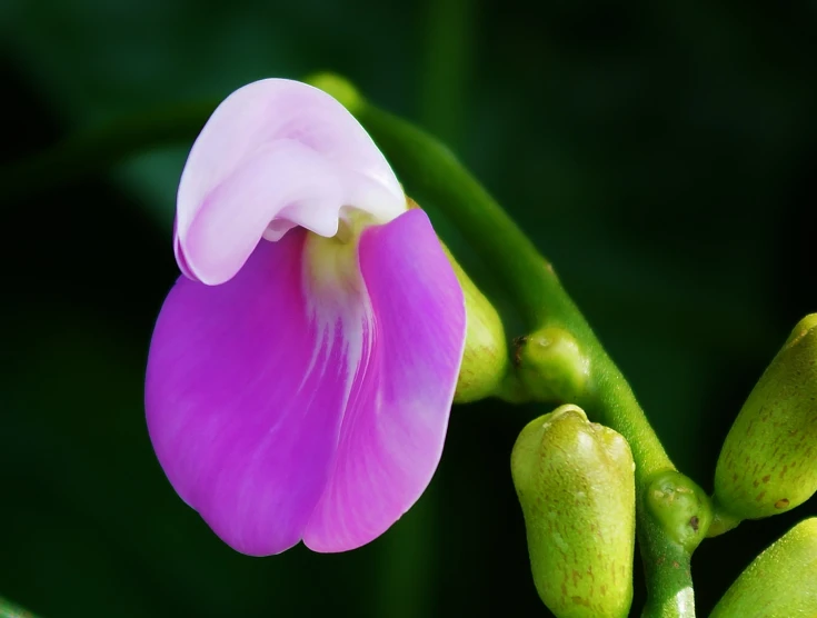 a small flower is in bloom and has pink petals