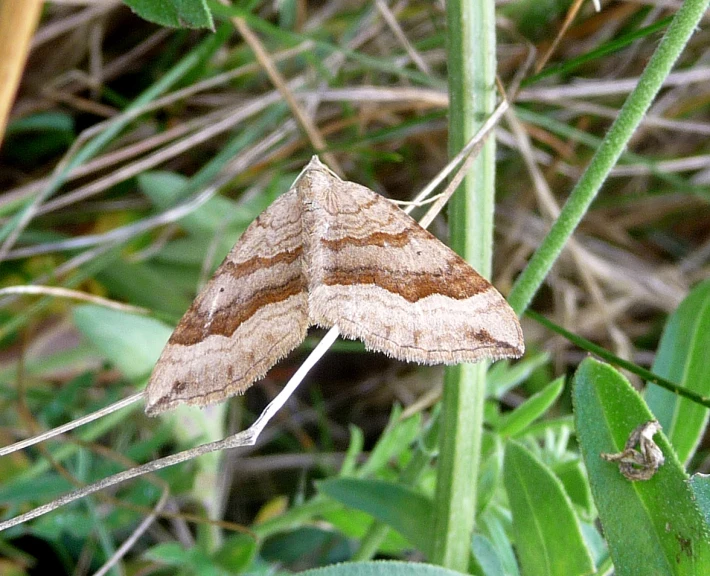 a brown and tan leaf in the grass