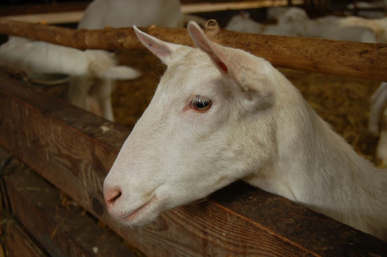 a sheep in a barn looking over a fence