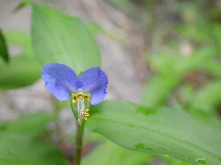 a blue flower with a single yellow stamen sits in the foreground