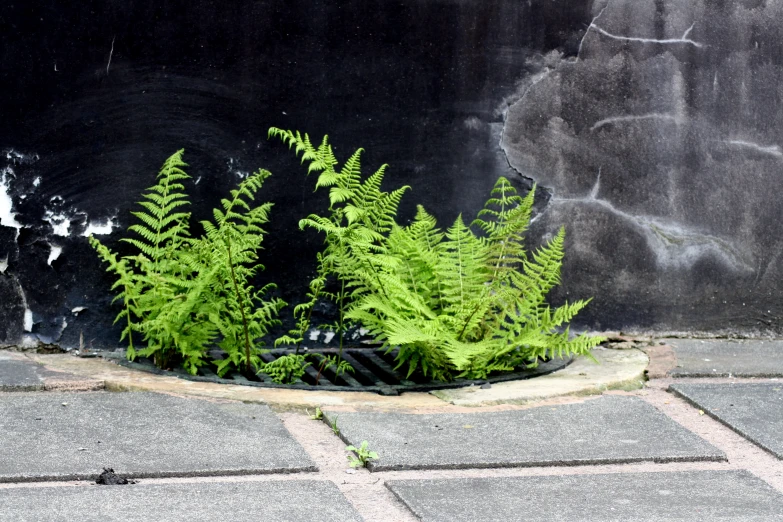 the fern is growing in the corner of the cement