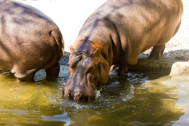 two hippos drink from the water at their enclosure