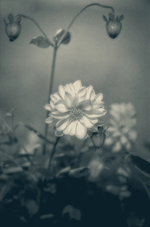 a flower sits in black and white in a dark room