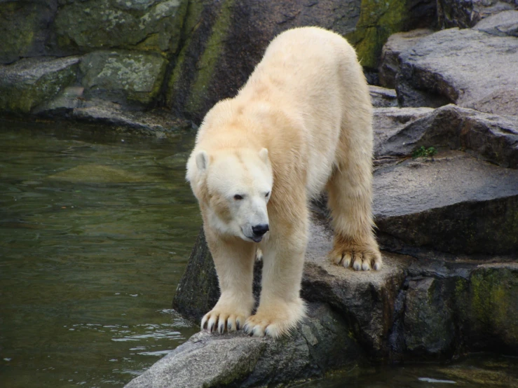a polar bear standing on a rock in water