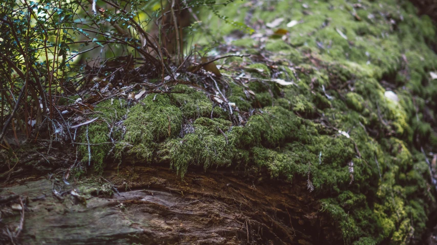 there are green plants growing on the side of the mountain