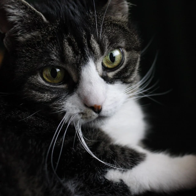 a close up of a cat with yellow eyes