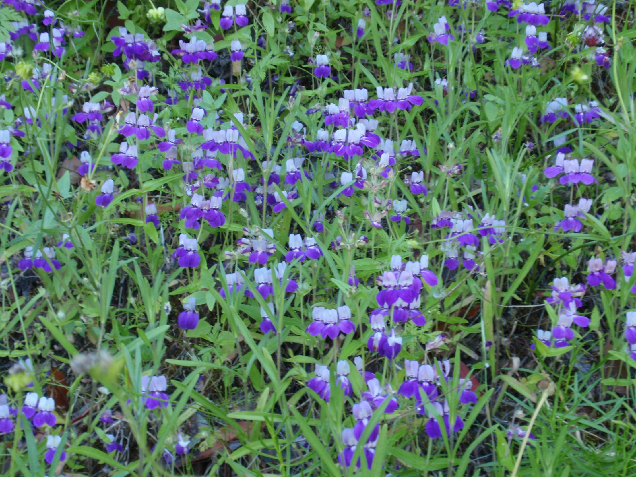 purple and green plants in the grass and dirt