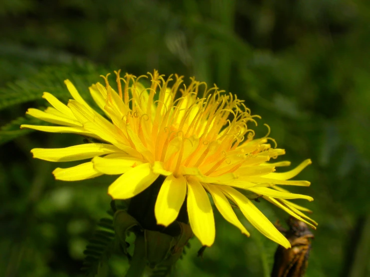 a flower with yellow petals in a blurry po