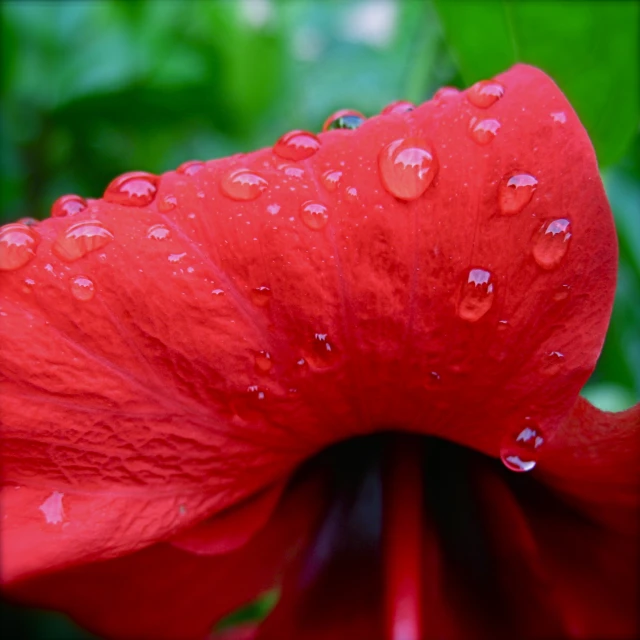 a close up of a bright red flower with drops