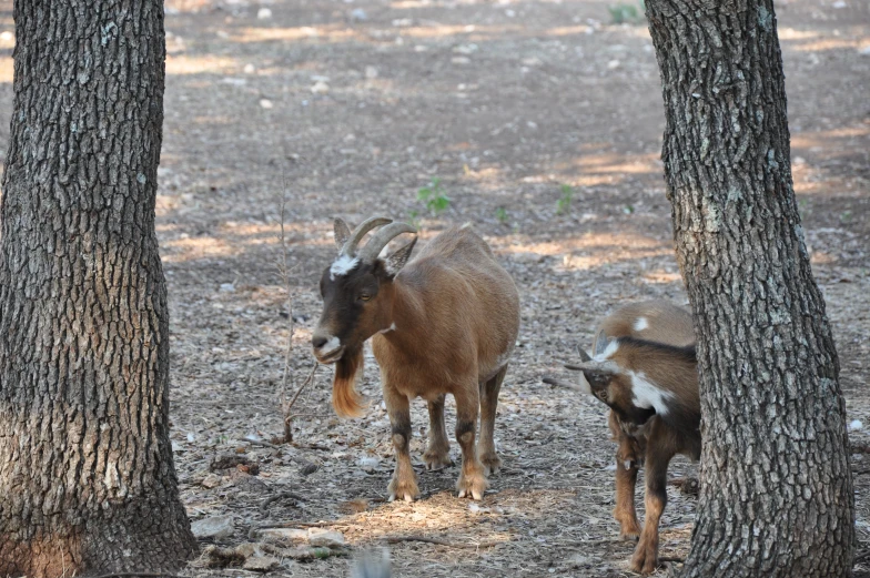 two small goats standing in the dirt among some trees