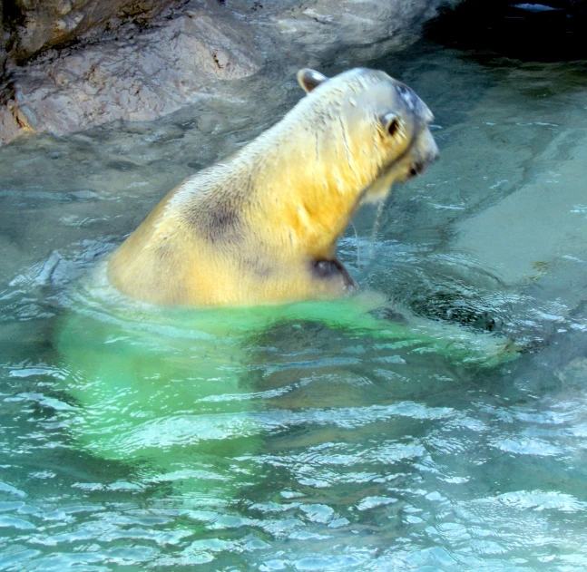 a large polar bear swimming in water next to rocks