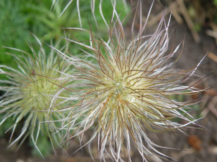 the very large wildflower has small stems