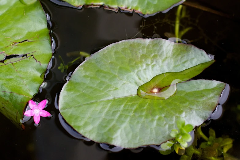 a purple flower is in the middle of lily pads