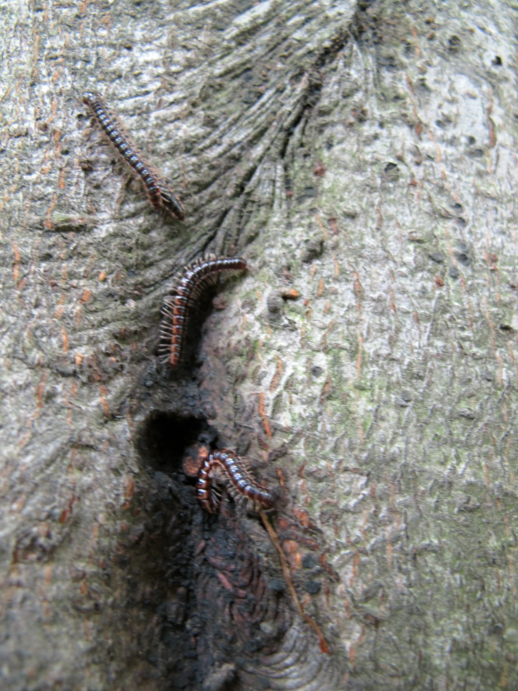 two brown bugs climbing up and down a tree