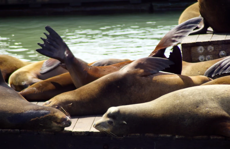 a group of sea lions lying next to each other