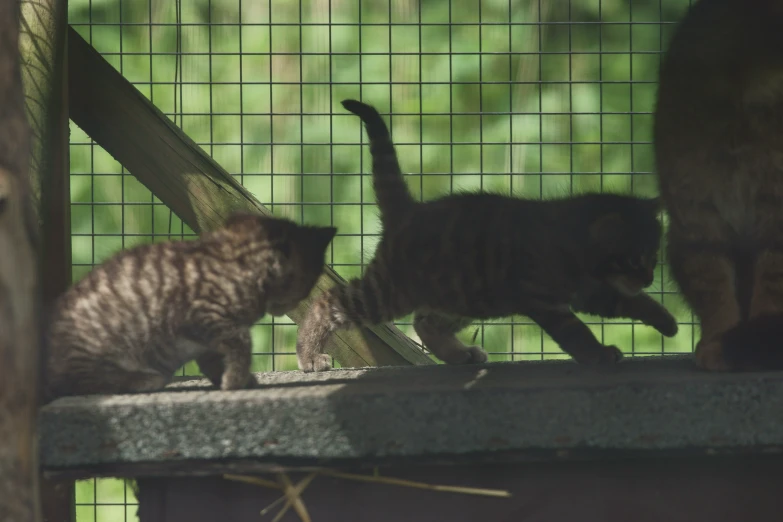 a couple of kittens are walking around in a fence