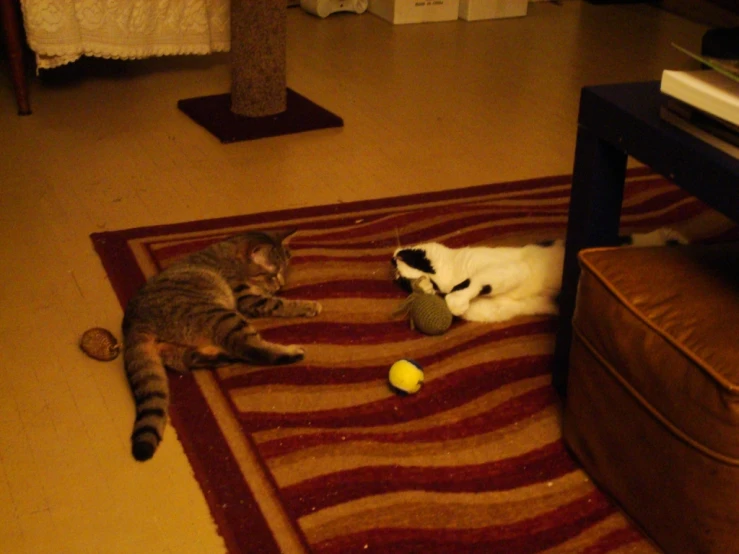 a cat and a dog are laying on a rug together