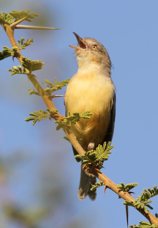 a yellow bird singing on the tree nch