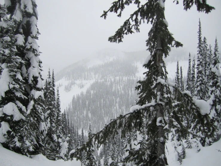 trees covered in snow with a mountain in the distance