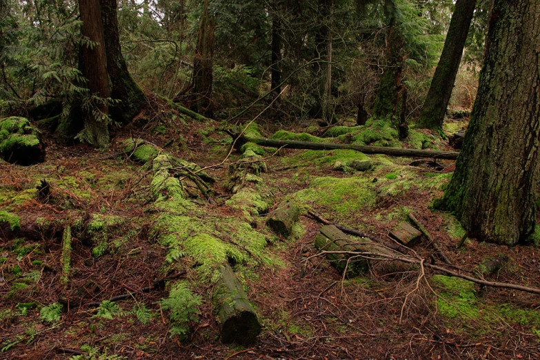 there are many trees in the forest with no leaves