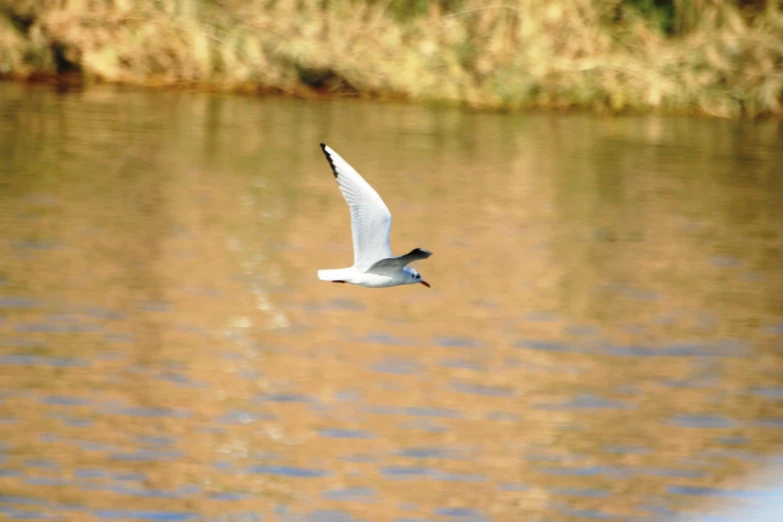 a white bird flying over a body of water