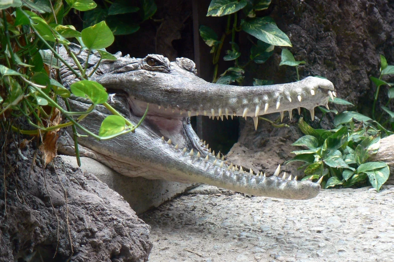 a large alligator is resting its teeth on the ground