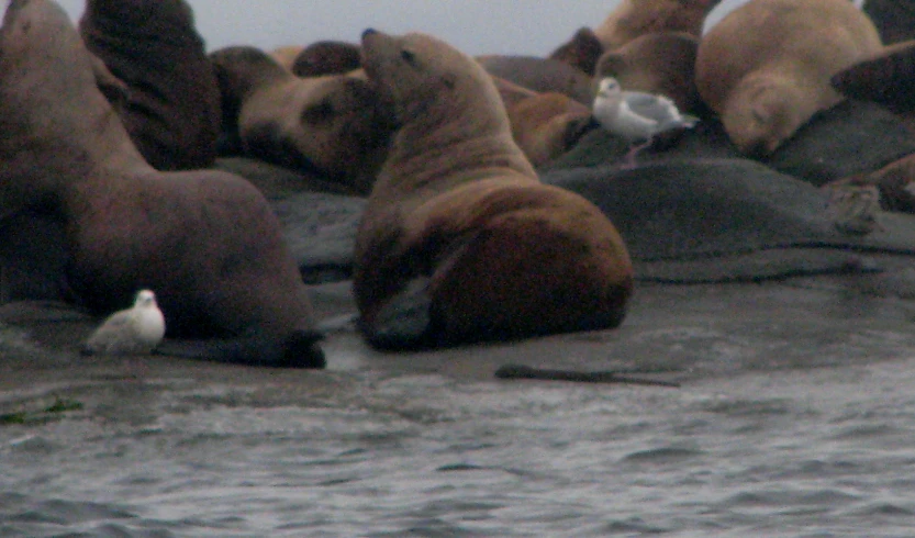 the sea lions are relaxing on some rocks by the water