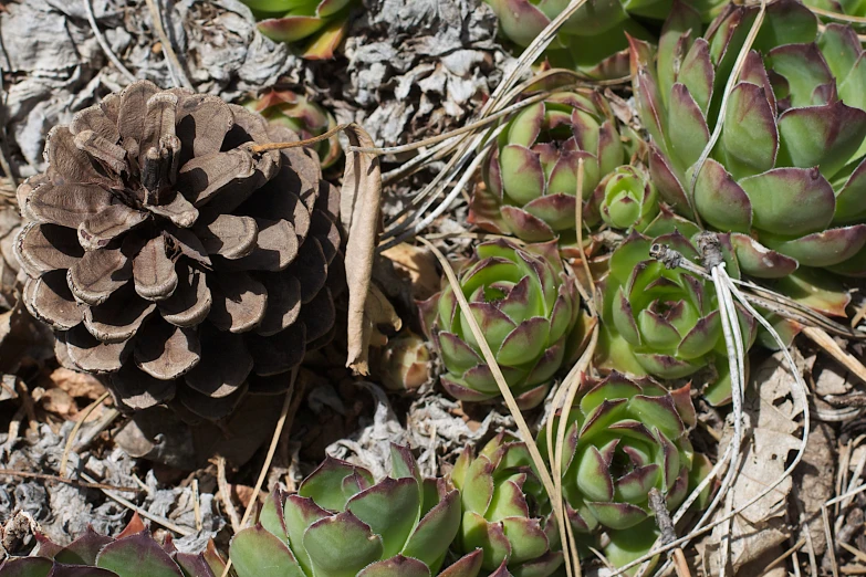 a group of plants are in the dirt near some leaves