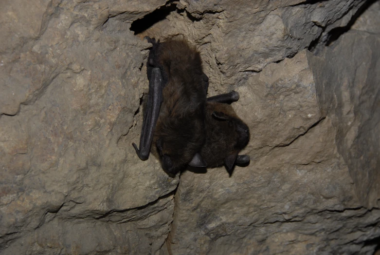a bat is laying on the rock while it hangs upside down