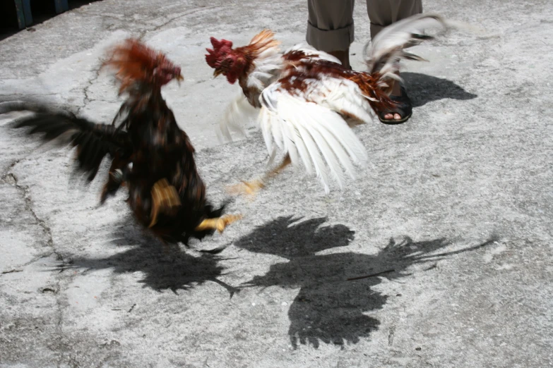 two birds in flight on cement, one is falling towards the ground