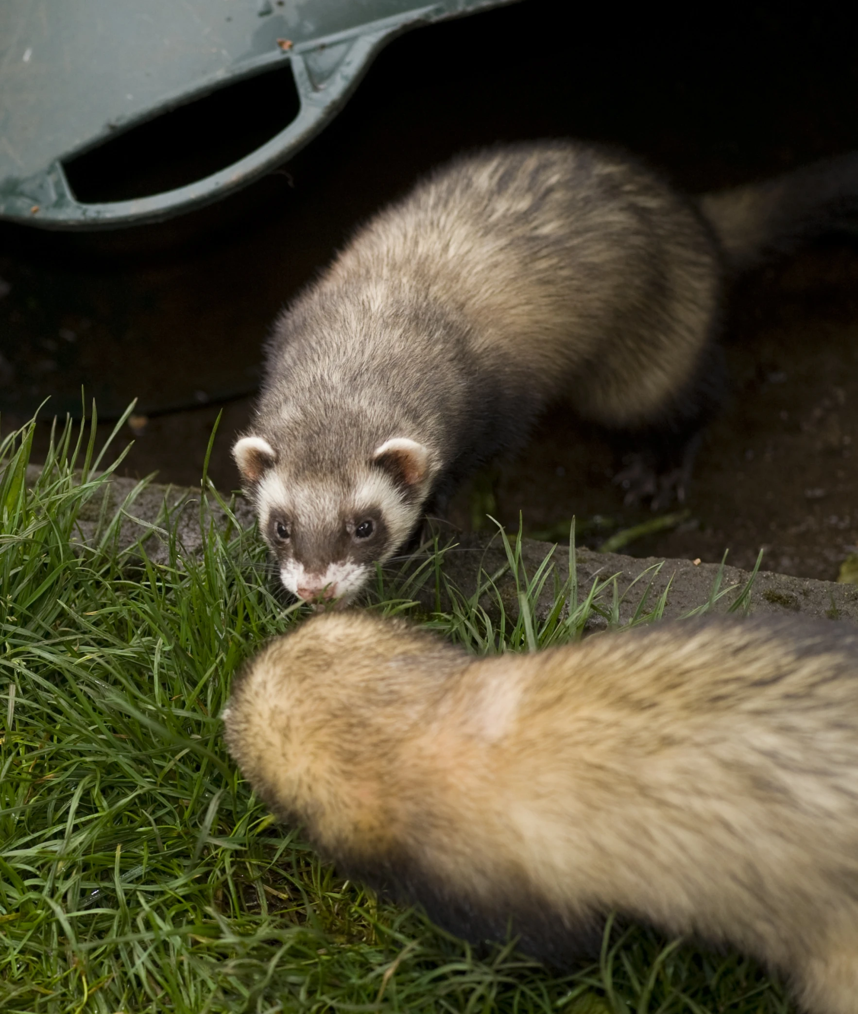 two ferrets look out of the car window