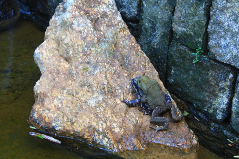 a frog that is laying down on the ground