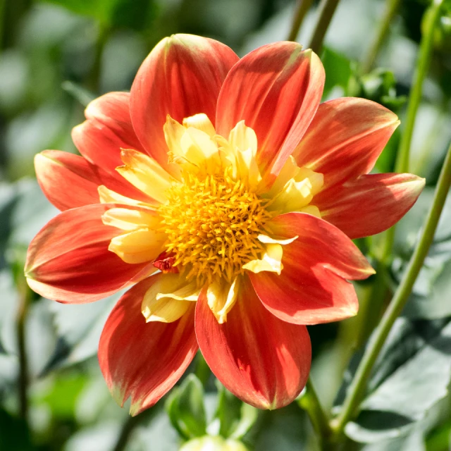 closeup of the blossom on an orange and yellow flower