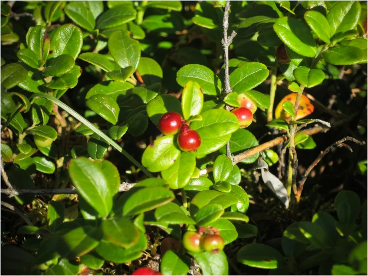 some berries on some leaves by some green leaves