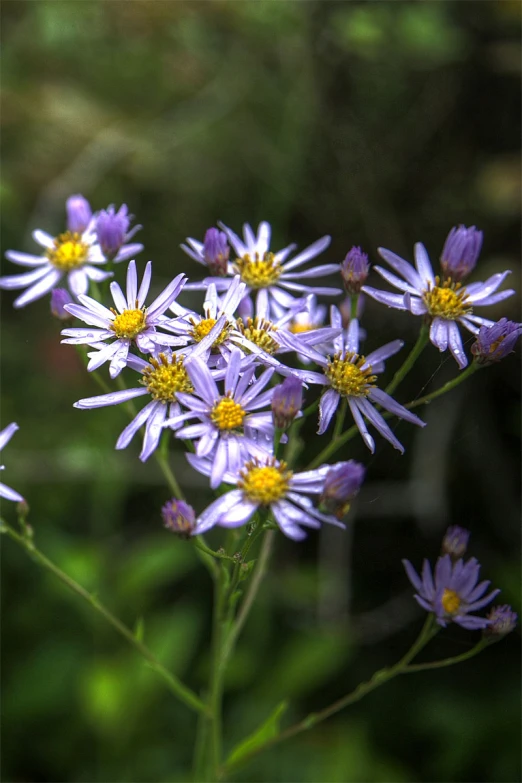 many purple flowers are in the middle of a blurry po