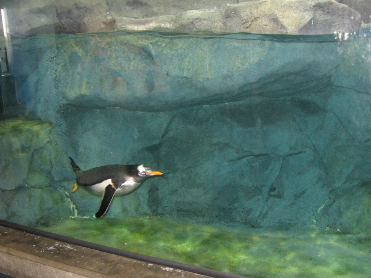 a small penguin swims in a rocky ocean aquarium