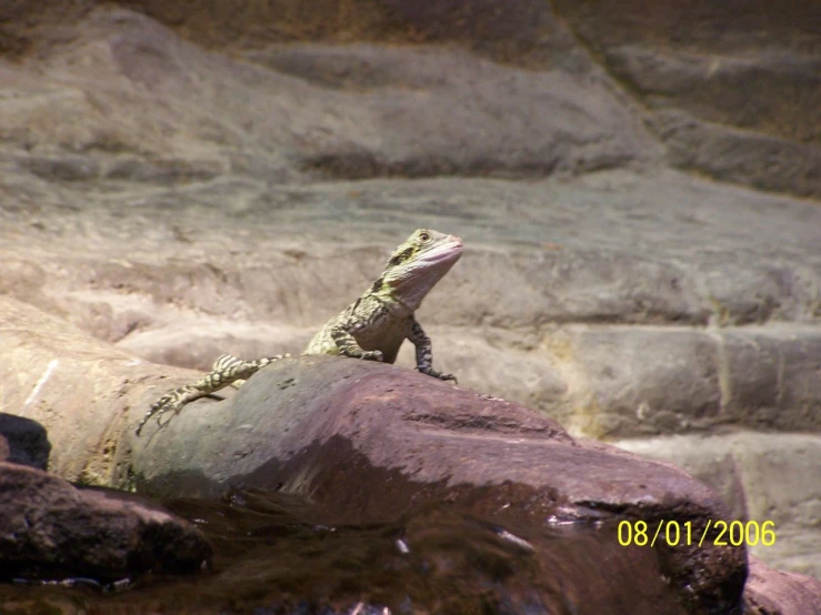 a big lizard that is on a rock