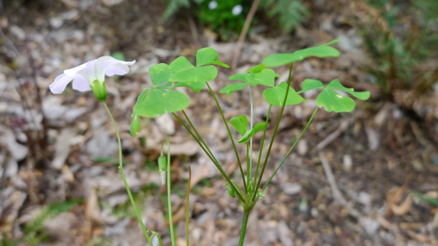 a closeup of small flowers in the forest