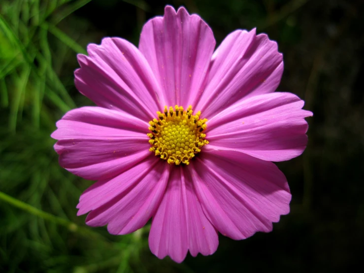 purple flower with yellow center in outdoor area