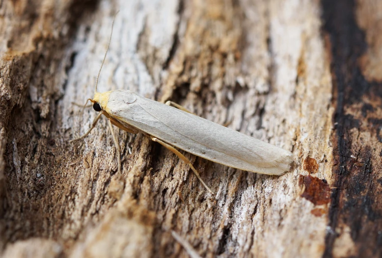 a white insect sitting on a wood plank