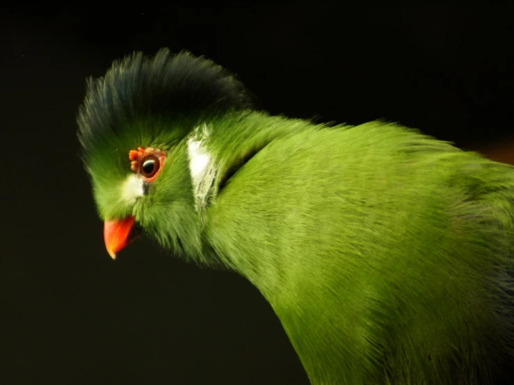 a close up view of the back side of a green bird