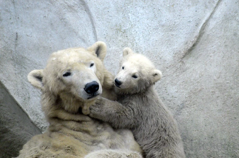 two polar bears are sitting on the ground