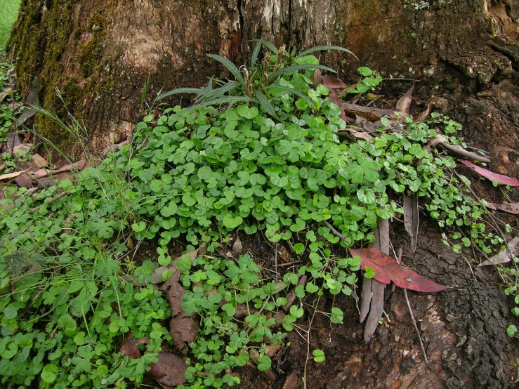 plants growing out of the ground next to a tree