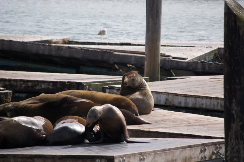 a group of sea lions resting on a dock