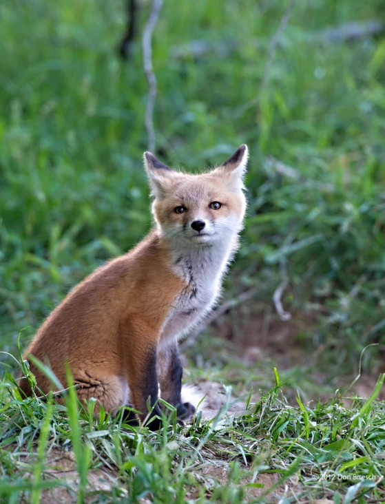 a close up of a small animal near the grass