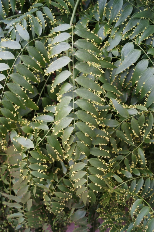 several small yellow flowers growing on the leaves of a plant