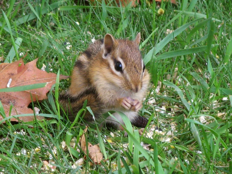 a small chipmun eating on grass, while the other one looks on