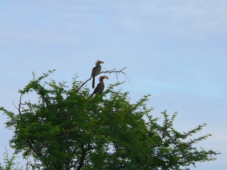 two birds sit atop a tree limb