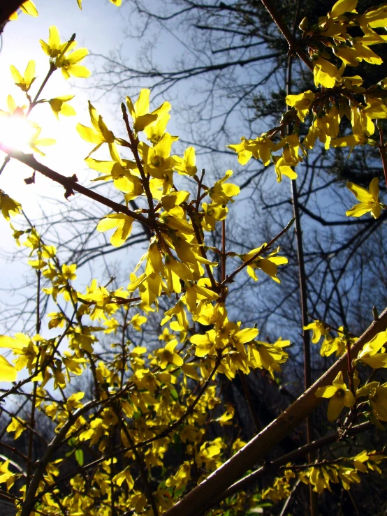 yellow leaves in the sunlight shine through the nches