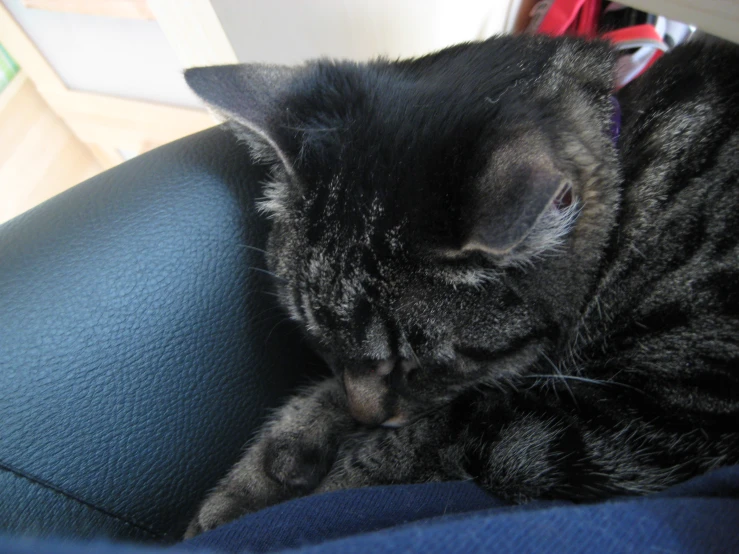 a gray and black cat with its face up